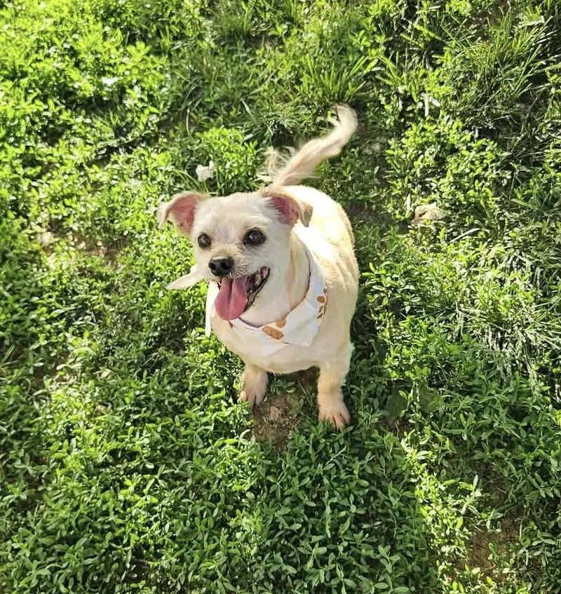 Peanut