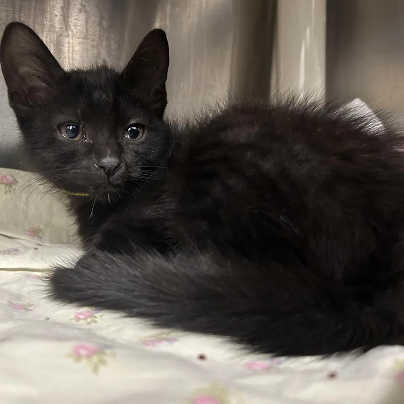 A baby small-sized male Black Domestic Short Hair cat named Tiramisu for adoption in Dover, NH