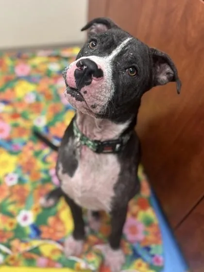 Dodger