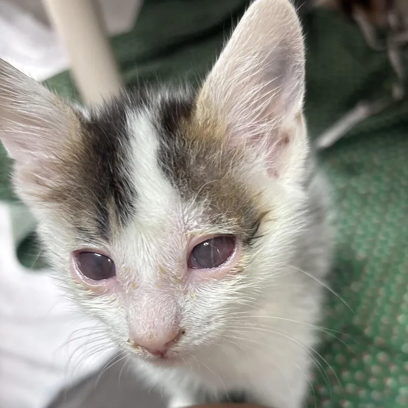 A baby small-sized male White Domestic Short Hair cat named Reeses for adoption in Philadelphia, PA