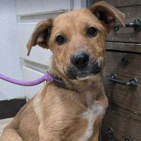A baby small-sized male Brown / Chocolate Shepherd dog named Johnny for adoption in Fort Collins, CO