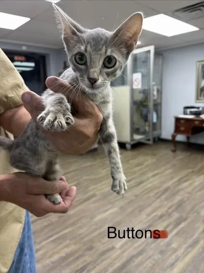 Buttons