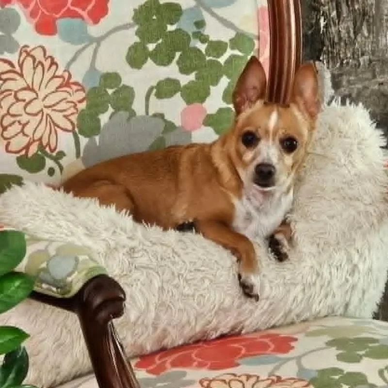 Sammy