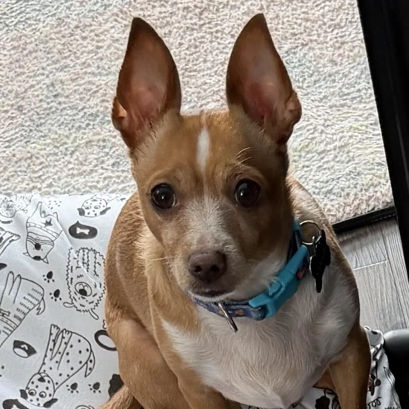 Sammy thumbnail 3
