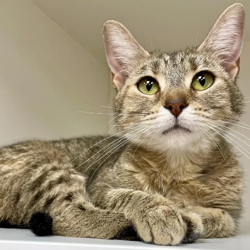 A young medium-sized female Brown / Chocolate Domestic Short Hair cat named Demi for adoption in Champaign, IL