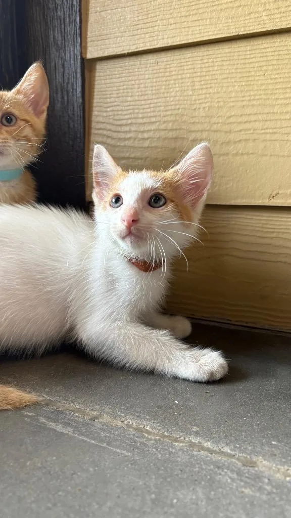 A baby small-sized male Domestic Short Hair cat named Stratus for adoption in Clarksville, TN