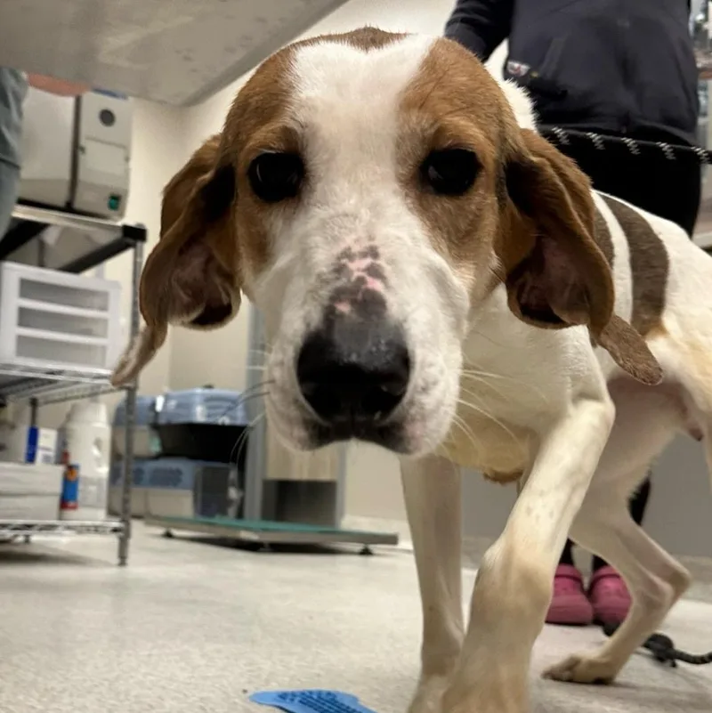 An adult large-sized female White / Cream Mixed Breed dog named Tropicana for adoption in Cooperstown, NY