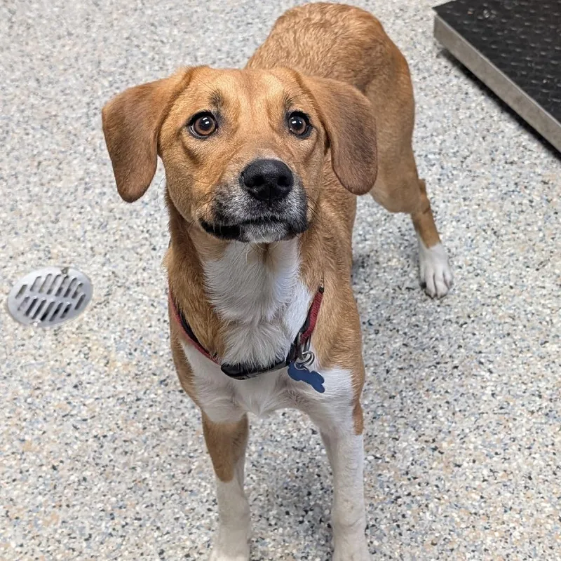 A young medium-sized female Mixed Breed dog named Praline for adoption in West Olive, MI