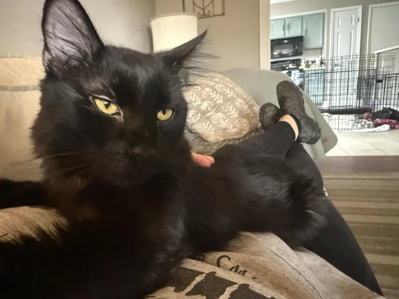 A baby medium-sized male Black Domestic Medium Hair cat named T'challa for adoption in Fenton, MO