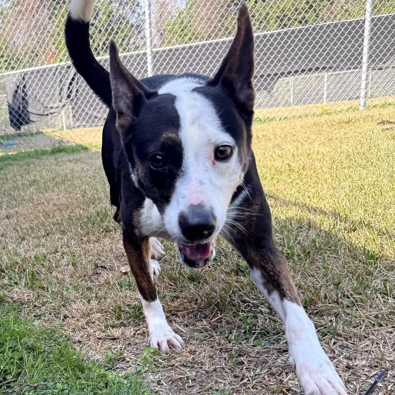 An adult medium-sized female White / Cream Pit Bull Terrier dog named Roxy for adoption in Houston, TX