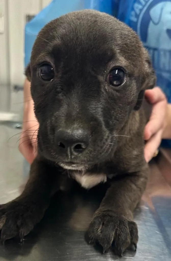A baby small-sized male Mixed Breed dog named Bear for adoption in Hillsdale, IN