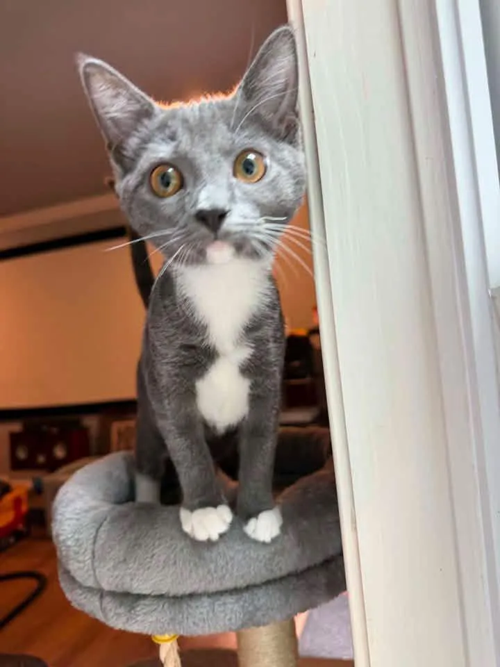 A young medium-sized female Domestic Short Hair cat named Ellie for adoption in Calera, AL