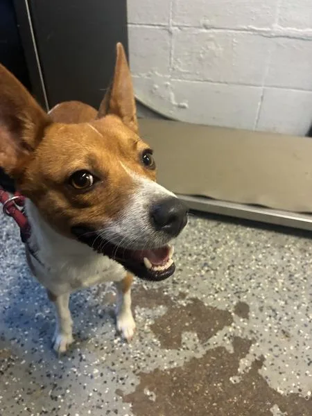 An adult medium-sized male Terrier dog named Swiper for adoption in Mobile, AL