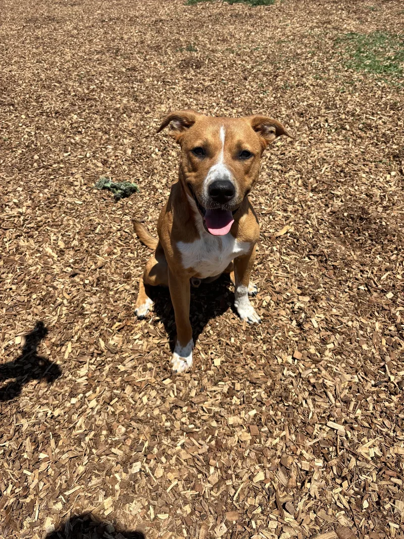 A baby medium-sized male Brown / Chocolate Mixed Breed dog named Sage for adoption in Rockwell City, IA