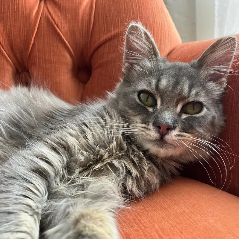 A young small-sized female Gray / Blue / Silver Domestic Long Hair cat named Svetlana for adoption in Los Angeles, CA