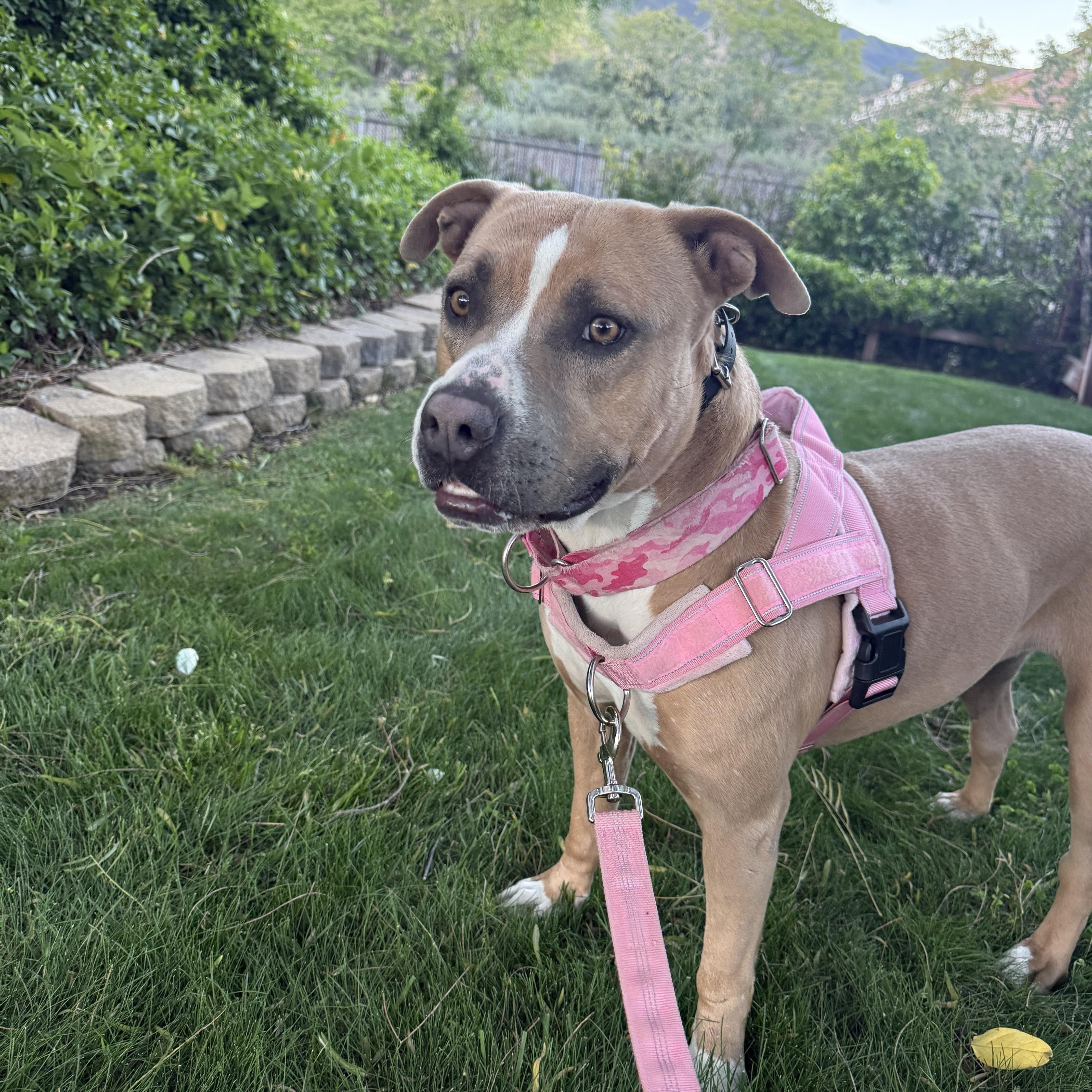 A young medium-sized female Apricot / Beige American Bully dog named Vixon for adoption in Whittier, CA