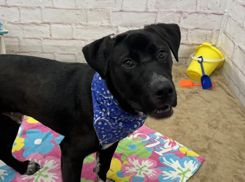 A young medium-sized male Labrador Retriever dog named Mosterin for adoption in Detroit, MI