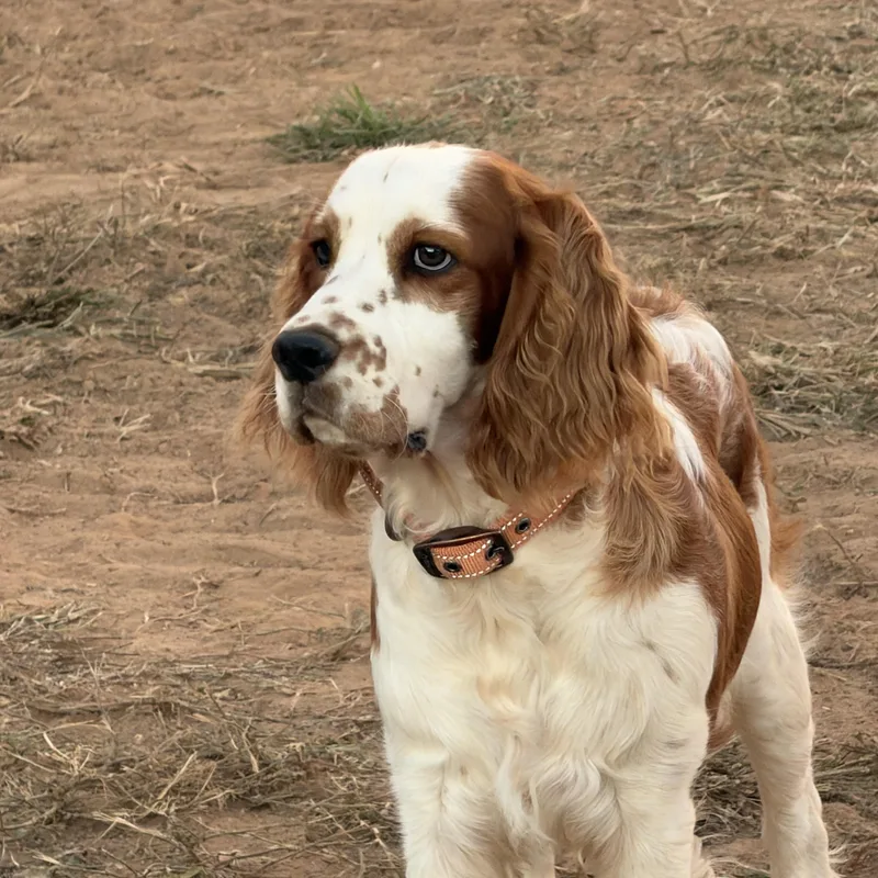 A young medium-sized male Red / Chestnut / Orange English Springer Spaniel dog named Walter for adoption in Seneca, SC