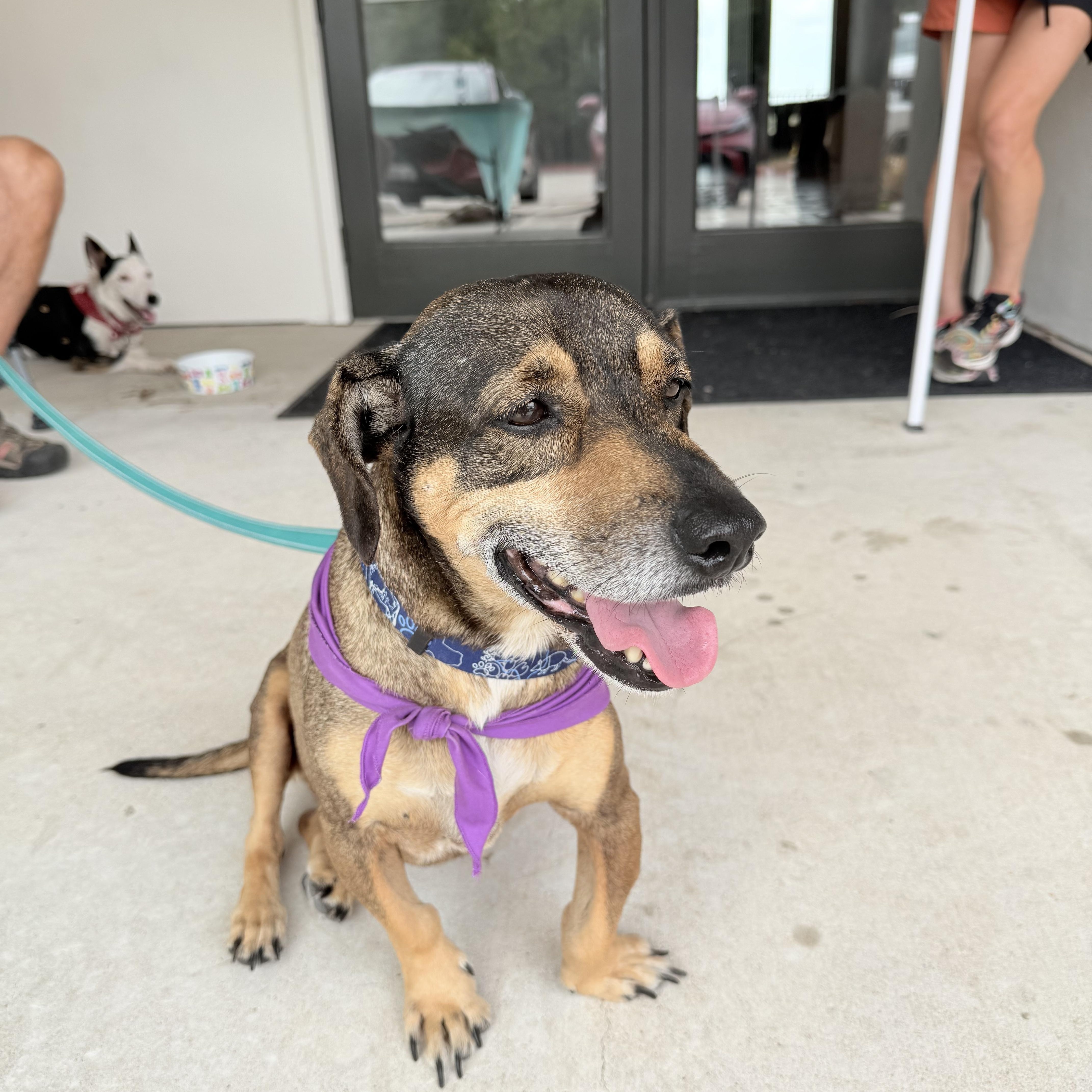 A senior medium-sized male Bicolor Basset Hound dog named Peter for adoption in Austin, TX