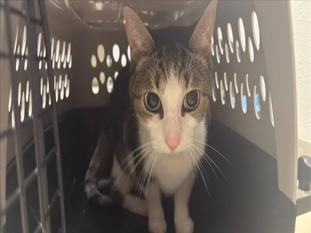 A senior small-sized male Domestic Short Hair cat named Gunner for adoption in Chapel Hill, NC