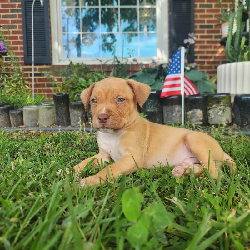 A baby small-sized male Yellow / Tan / Blond / Fawn Mixed Breed dog named Boo Bear for adoption in Greensboro, NC