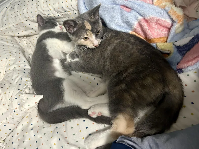 Maisy and Callie N. thumbnail 2