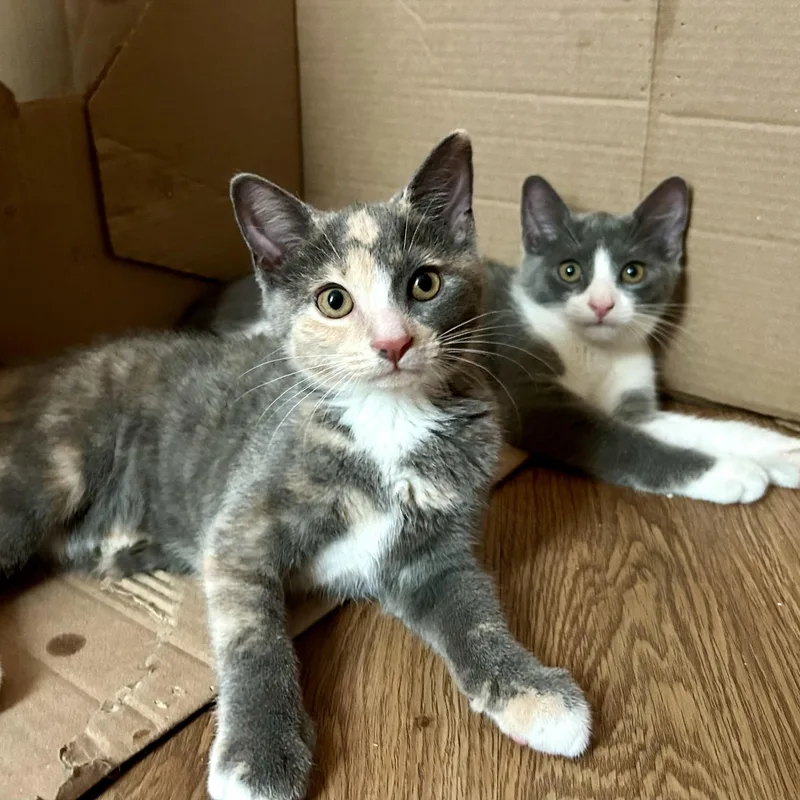 Maisy and Callie N. thumbnail 3