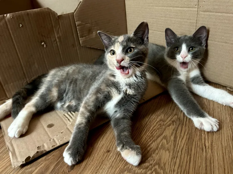 Maisy and Callie N. thumbnail 6