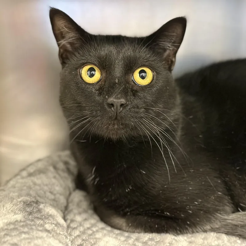 An adult medium-sized male Black Domestic Short Hair cat named Oliver for adoption in Manahawkin, NJ