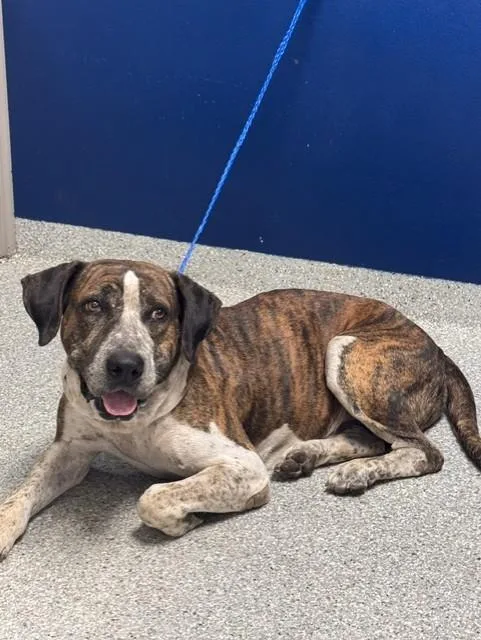An adult large-sized male Pit Bull Terrier dog named Scooby for adoption in Pasadena, TX