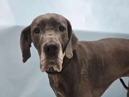 Lulu