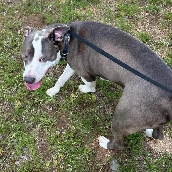 An adult small-sized male Gray / Blue / Silver American Staffordshire Terrier dog named Rufus for adoption in Buchanan Dam, TX