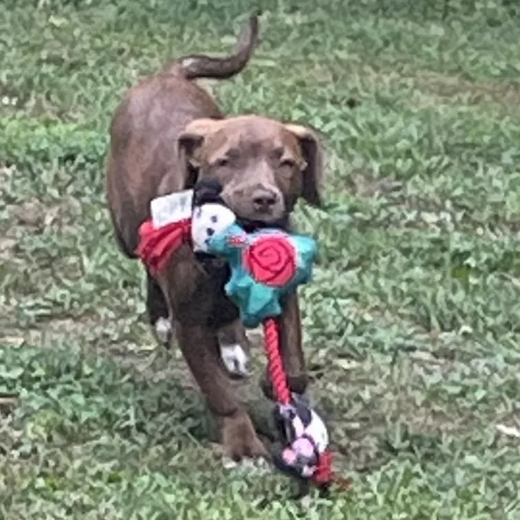 A baby medium-sized female Brindle Border Collie dog named Bean for adoption in Mocksville, NC
