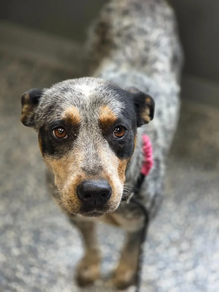 A young medium-sized female Australian Cattle Dog / Blue Heeler dog named Storm for adoption in Carthage, MO