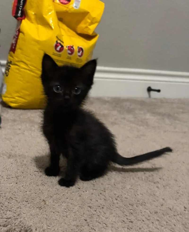A baby medium-sized male Domestic Short Hair cat named Binx for adoption in San Antonio, TX