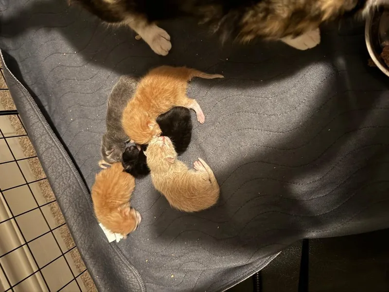 Binx thumbnail 2