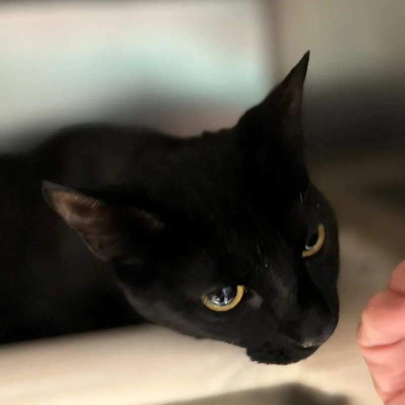 An adult medium-sized female Black Domestic Short Hair cat named Pippa for adoption in St. Augustine, FL