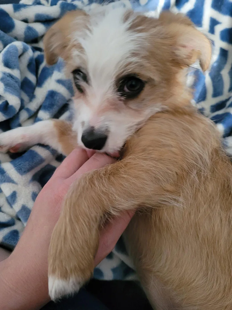 A baby medium-sized female Terrier dog named Daisy for adoption in Cliffwood, NJ