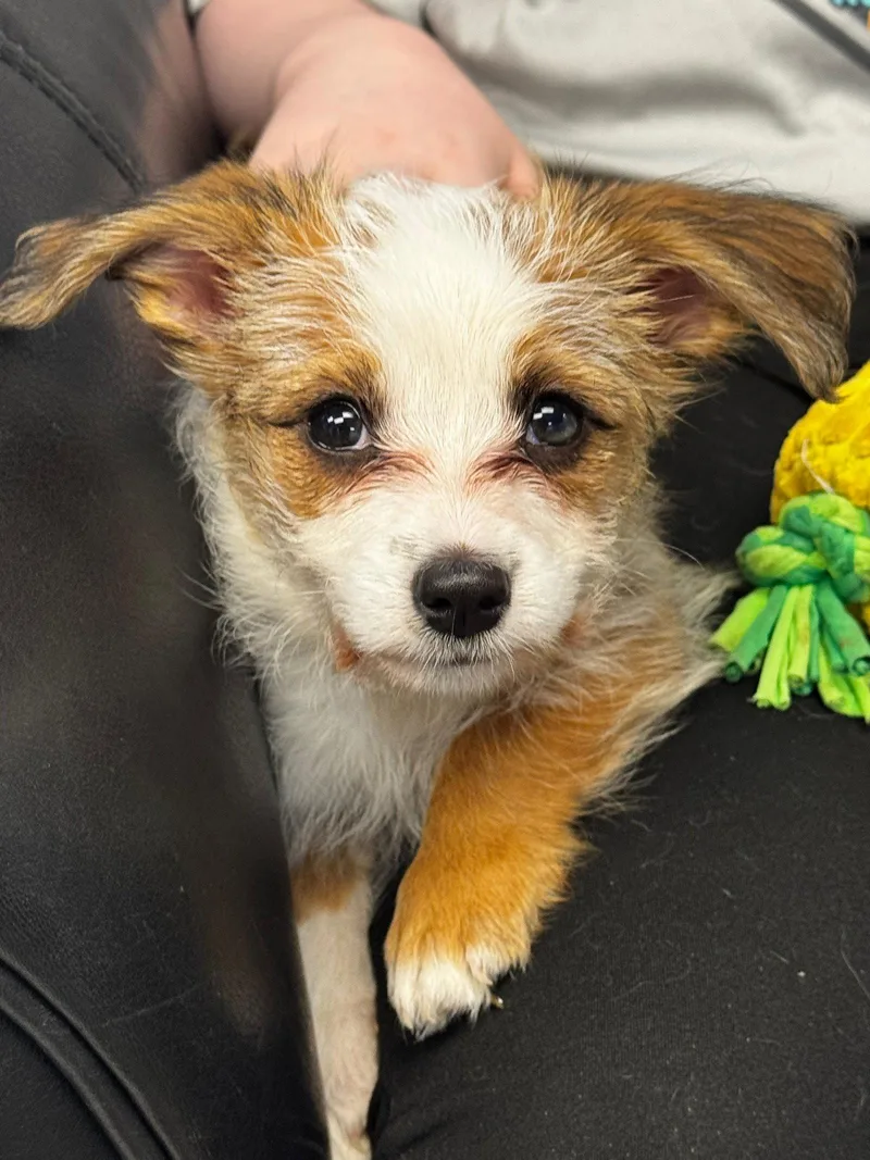 Daisy thumbnail 2