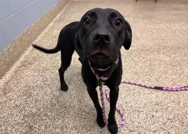 A young medium-sized female Pit Bull Terrier dog named Emry for adoption in Colorado Springs, CO
