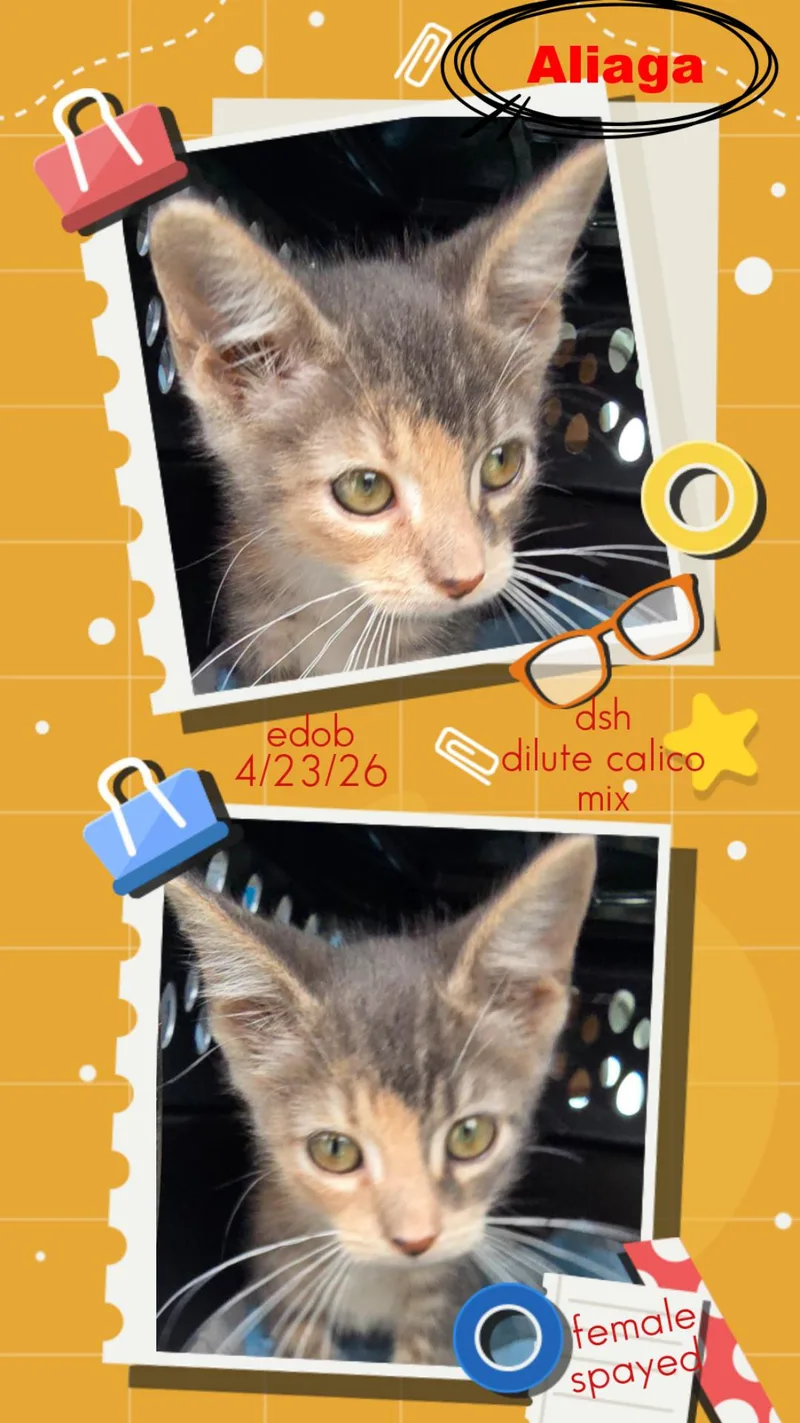A baby medium-sized female Calico Domestic Short Hair cat named Aliaga ORT for adoption in Missouri City, TX