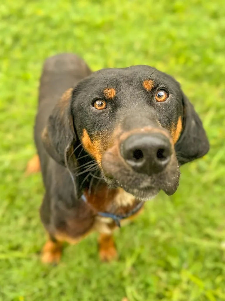 A young medium-sized male Hound dog named Hank for adoption in Springfield, TN