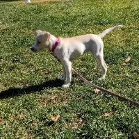 An adult small-sized female Labrador Retriever dog named Angel for adoption in Monticello, NY