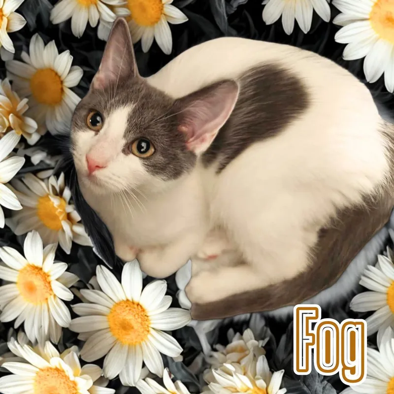 Haze & Fog  thumbnail 3