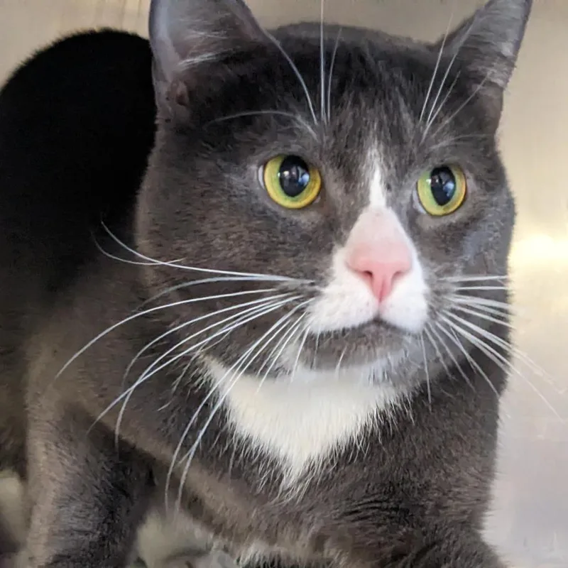 An adult large-sized male Gray / Blue / Silver Domestic Short Hair cat named Tommy for adoption in Spokane, WA