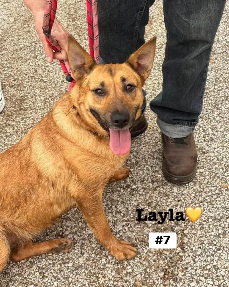 Layla