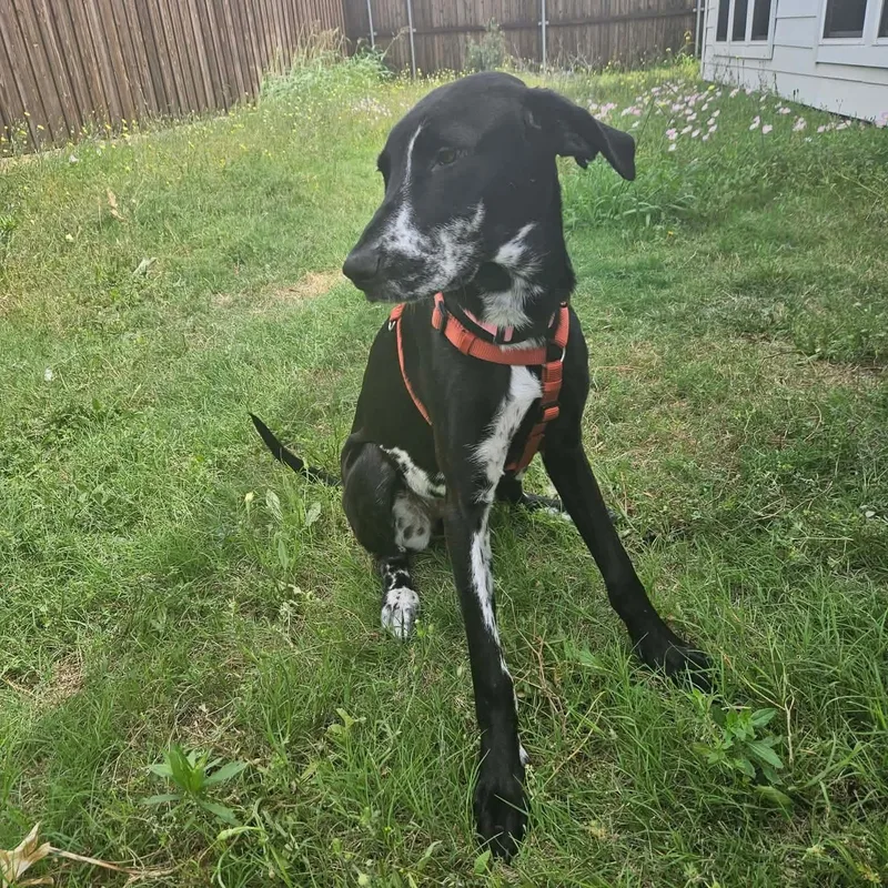 A young large-sized female Harlequin Great Dane dog named Bellini for adoption in Bullard, TX