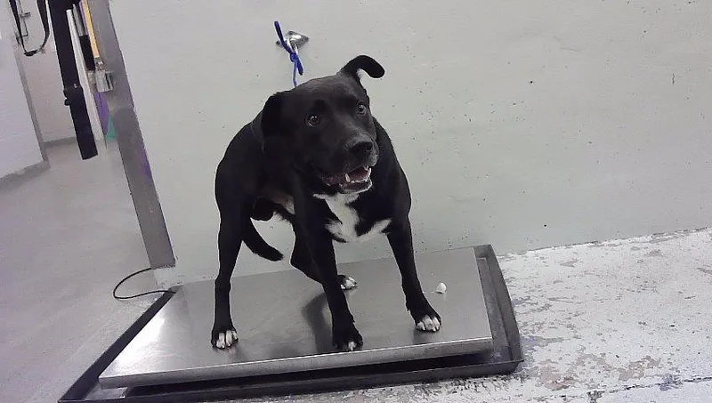 A young medium-sized male Staffordshire Bull Terrier dog named Gordo for adoption in Houston, TX