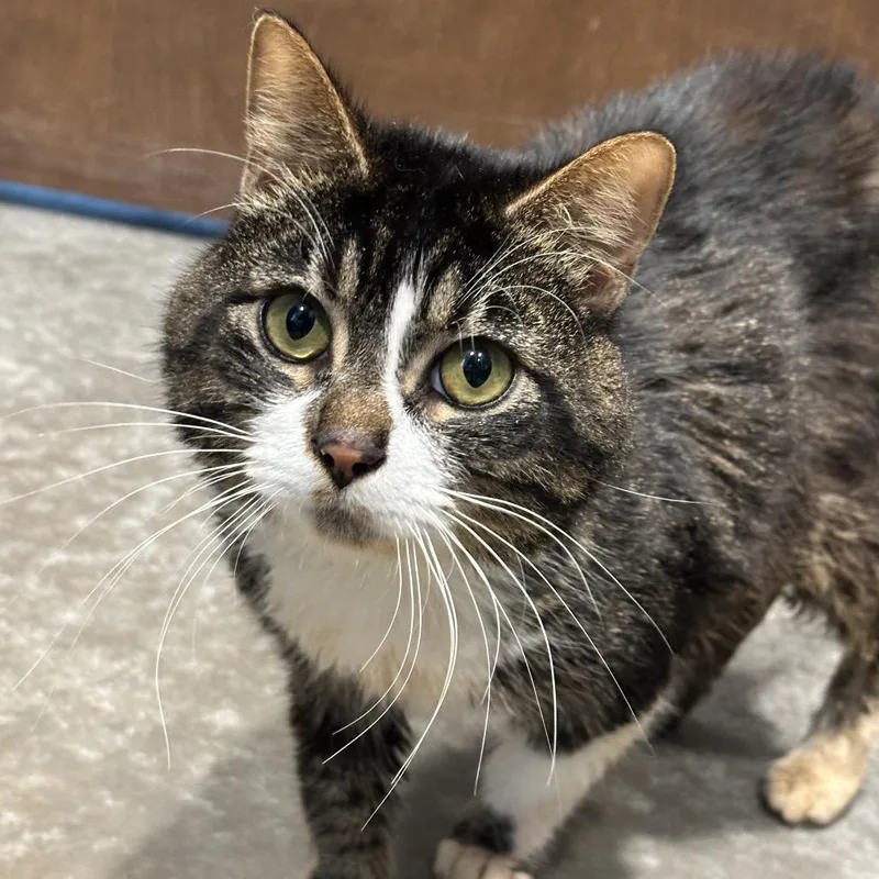 Smokey