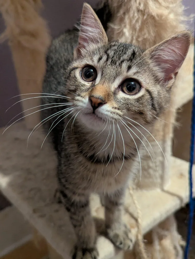 A baby medium-sized male Tabby (Buff / Tan / Fawn) Domestic Short Hair cat named Howard for adoption in Morristown, NJ